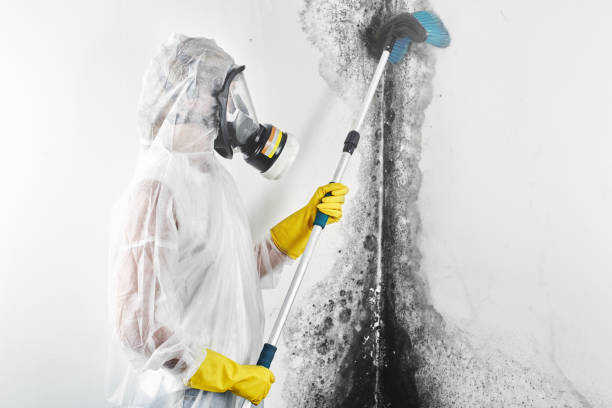Best HVAC Mold Inspection and Cleaning  in , FL