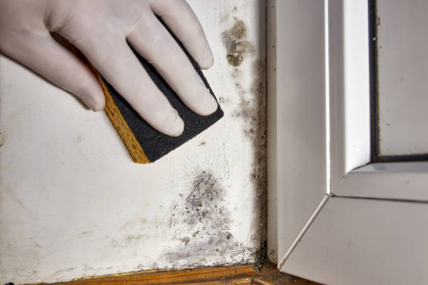 Best Airborne Mold Testing  in , FL